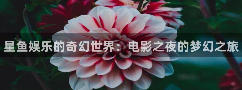 500网比分查询技巧：星鱼娱乐的奇幻世界：电影之夜的梦幻之旅